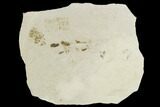 Insect Fossil Cluster- Green River Formation, Utah #101621-1